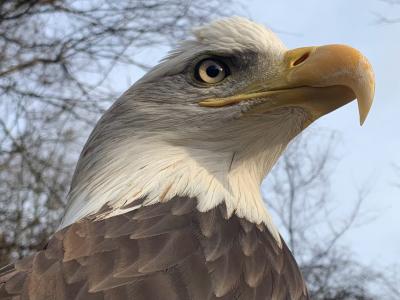 Eagle by Steve Ward